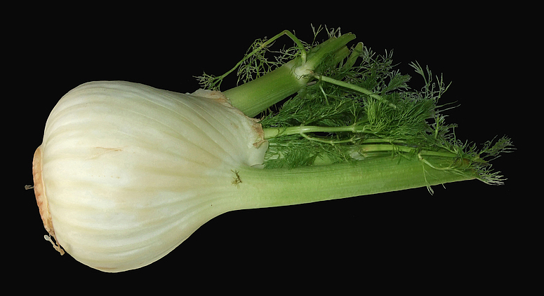 Fenchel