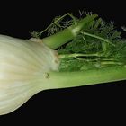 Fenchel