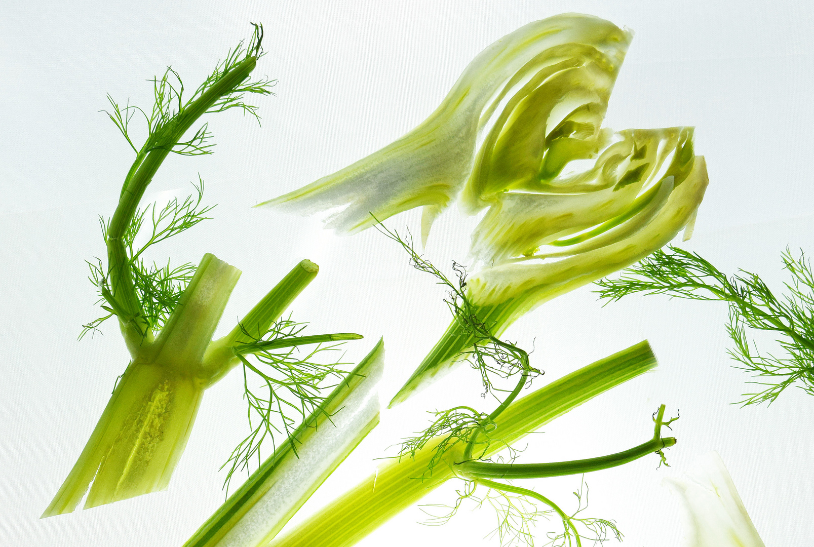 FENCHEL