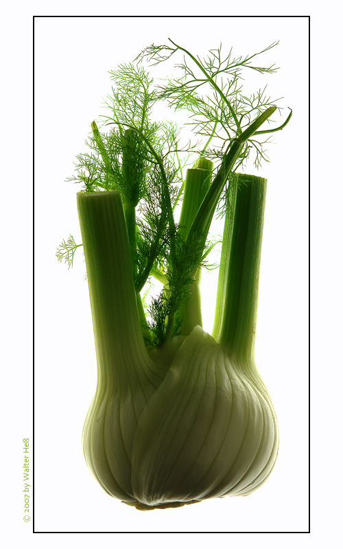 Fenchel