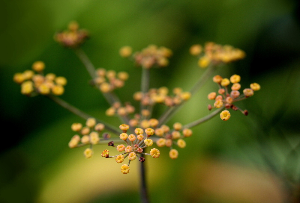 Fenchel