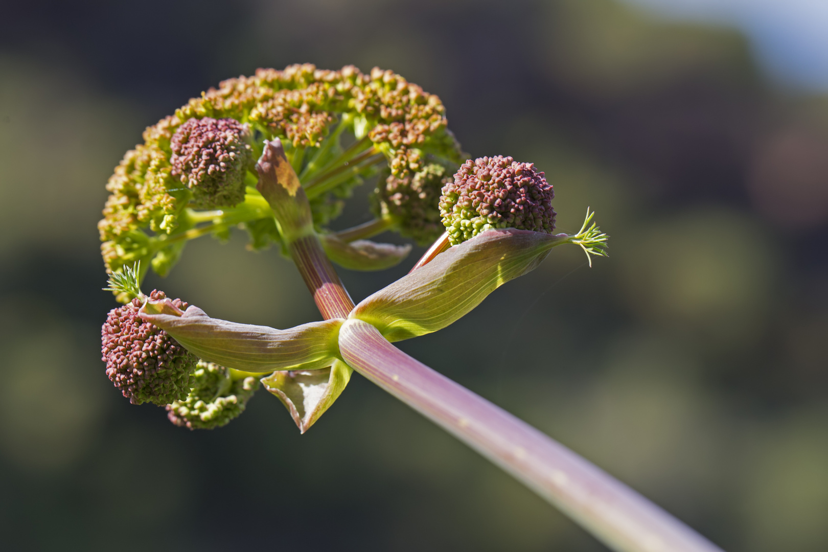 Fenchel beginnt zu blühen (Riesenfenchel, gemeines Steckenkraut)