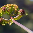 Fenchel beginnt zu blühen (Riesenfenchel, gemeines Steckenkraut)