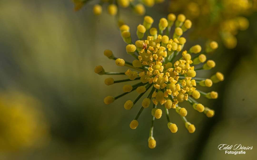 Fenchel Blüten 