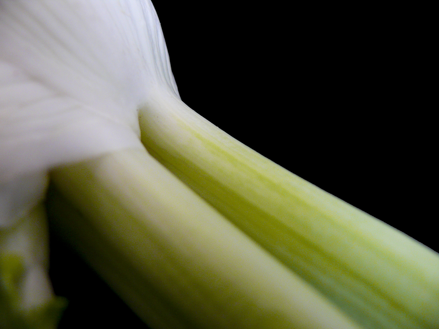 Fenchel