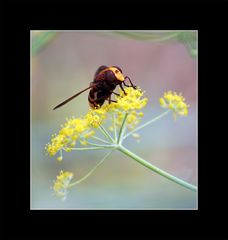 *Fenchel-Fliege*