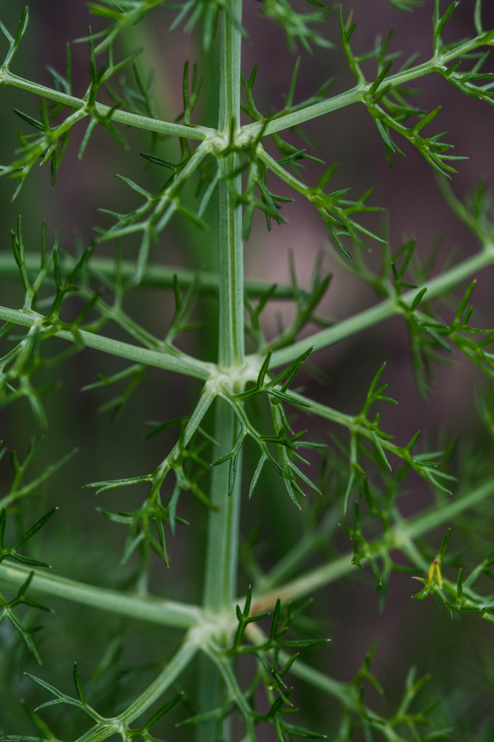 Fenchel (Foeniculum vulgare)