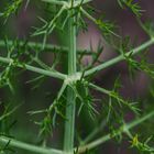 Fenchel (Foeniculum vulgare)