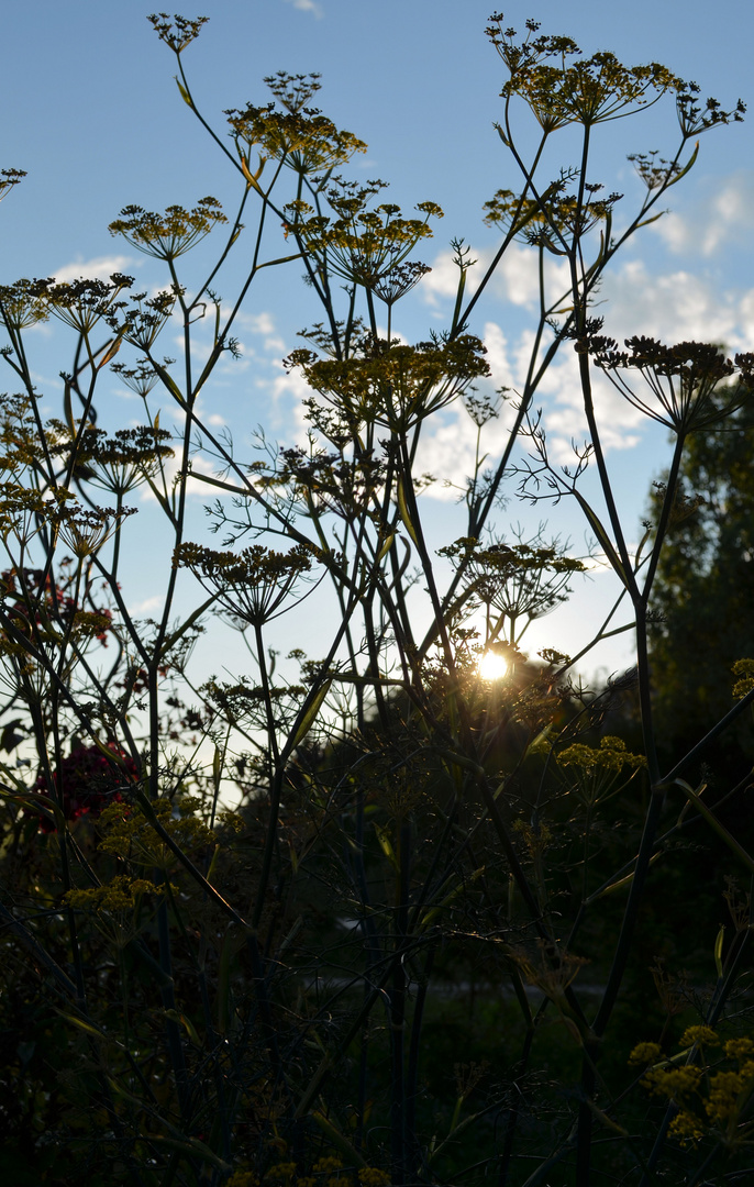 Fenchel im Gegenlicht