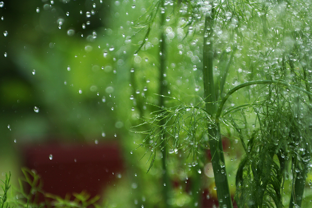 Fenchel im Regen