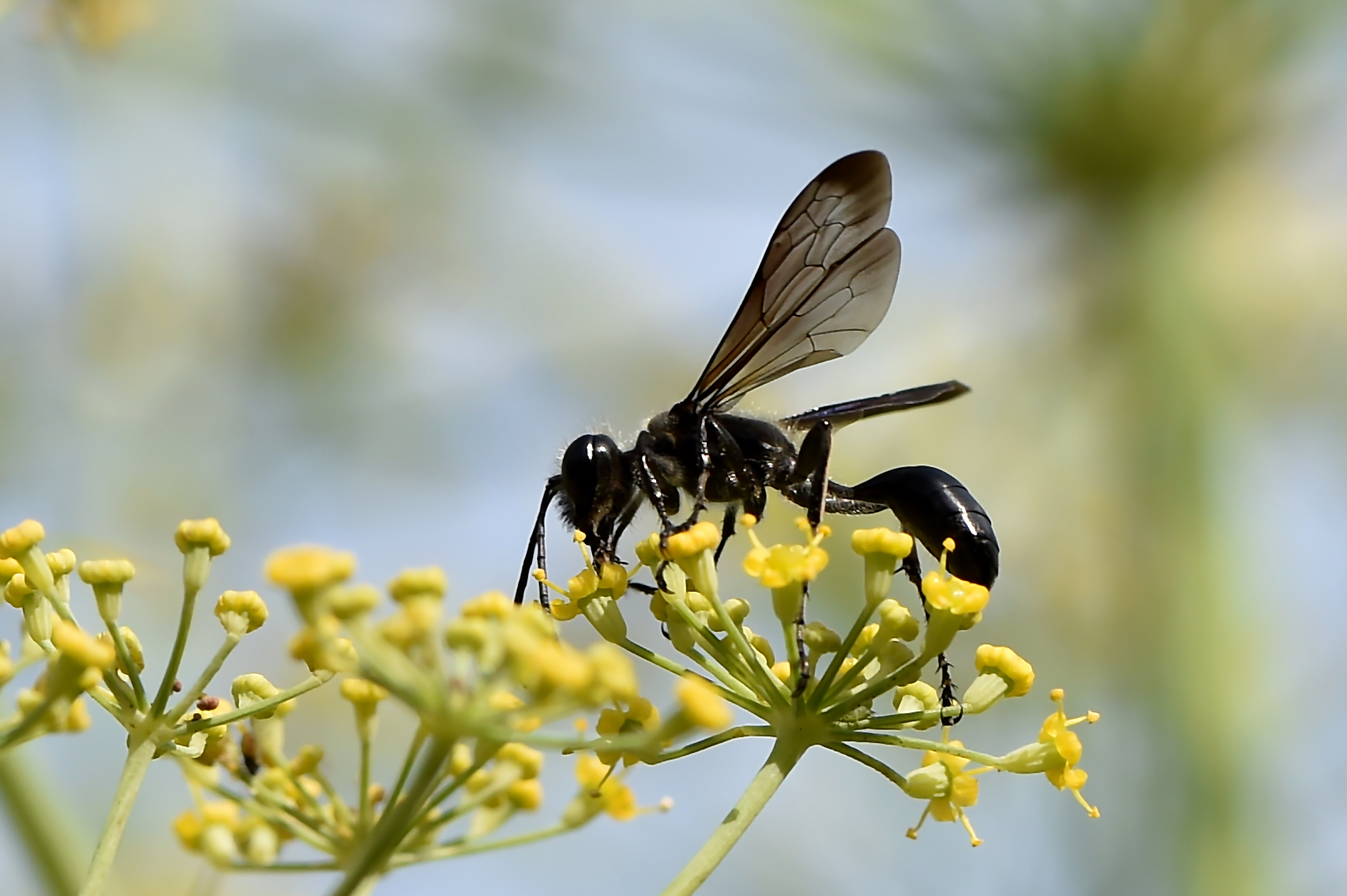 Fenchel ist beliebt. Foto &amp; Bild | makro, natur, insekten Bilder auf ...