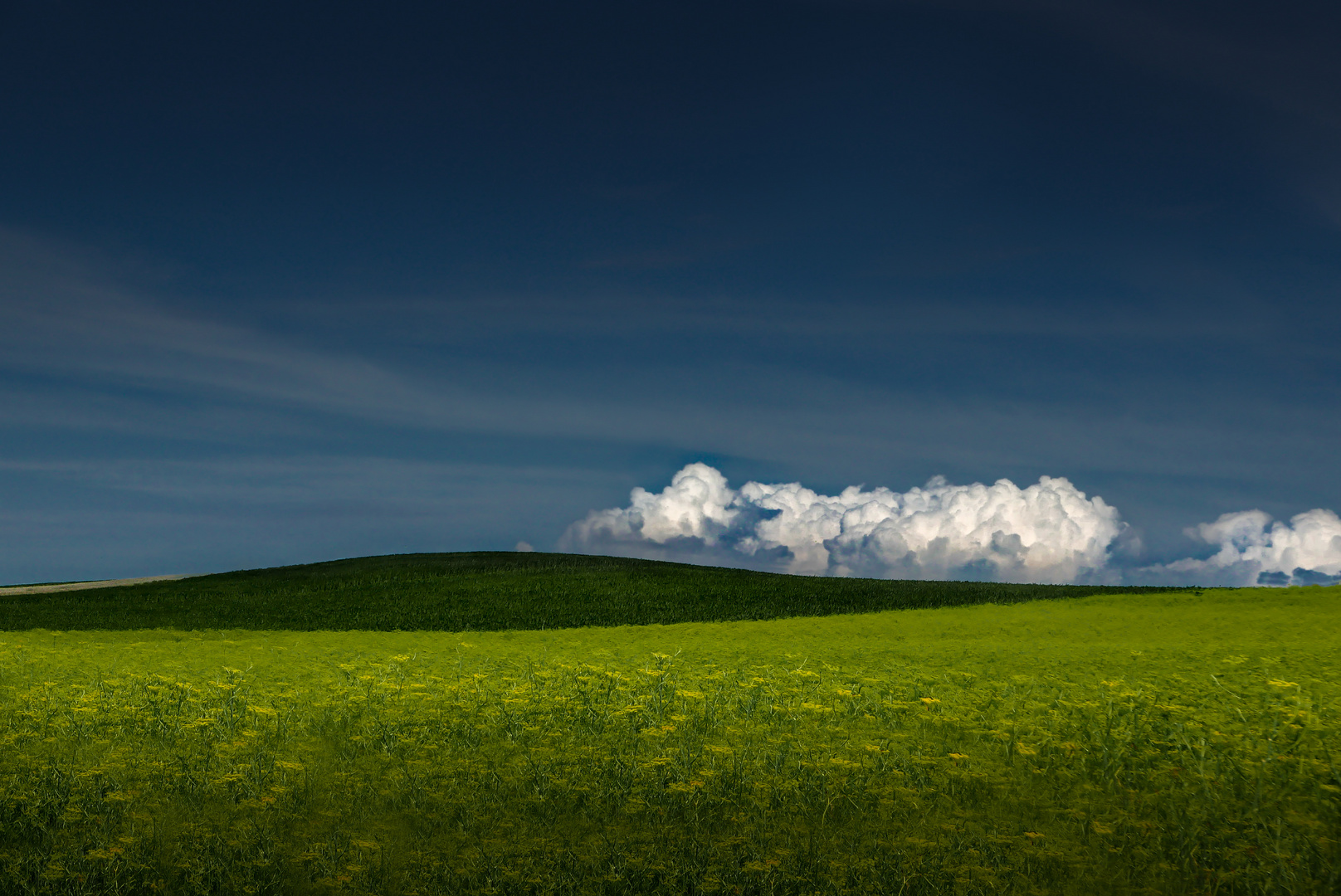 Fenchel & Mais & blauer Himmel