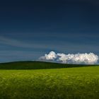 Fenchel & Mais & blauer Himmel