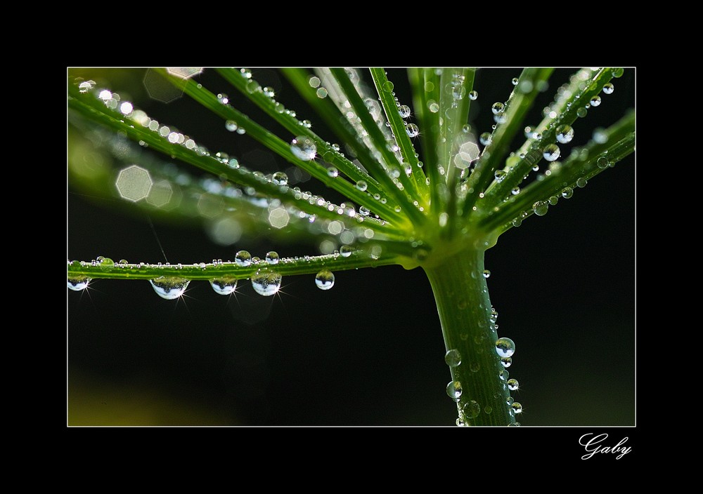 Fenchel oder Dill?