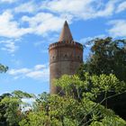 Fenchel vor Burgturm