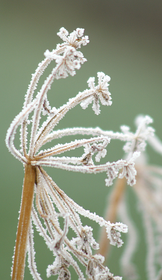 Fenchelblüte im Winter