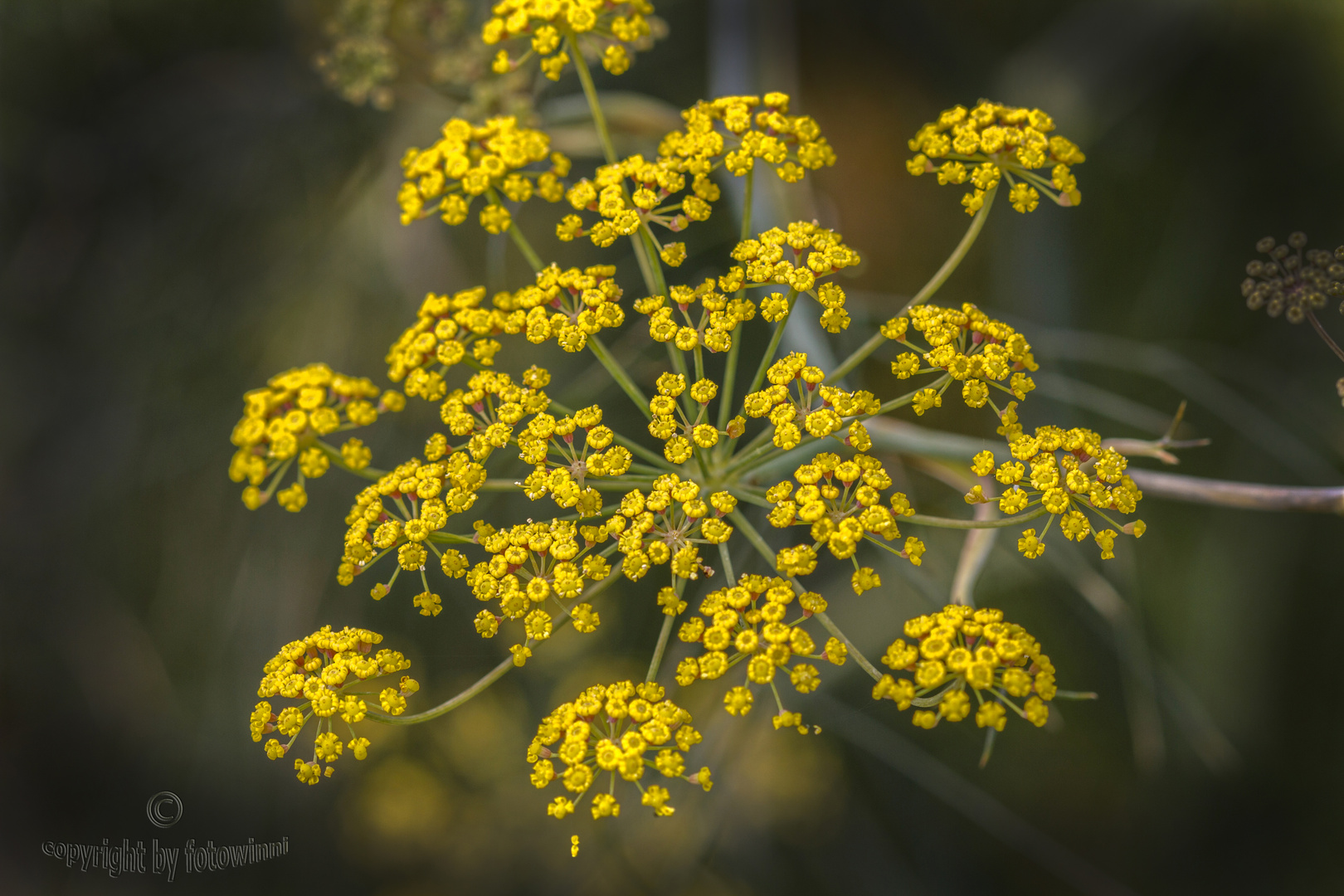 Fenchelblüten