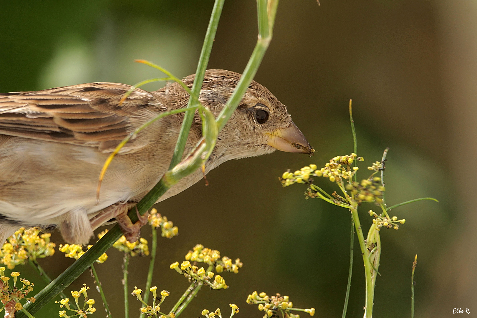 Fenchelblüten schmecken mir&hellip;