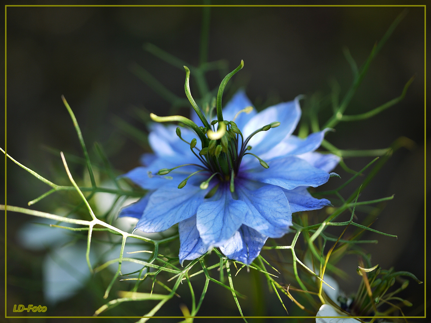 Fenchelblume - Nigella , blau