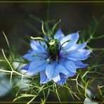 Fenchelblume - Nigella , blau