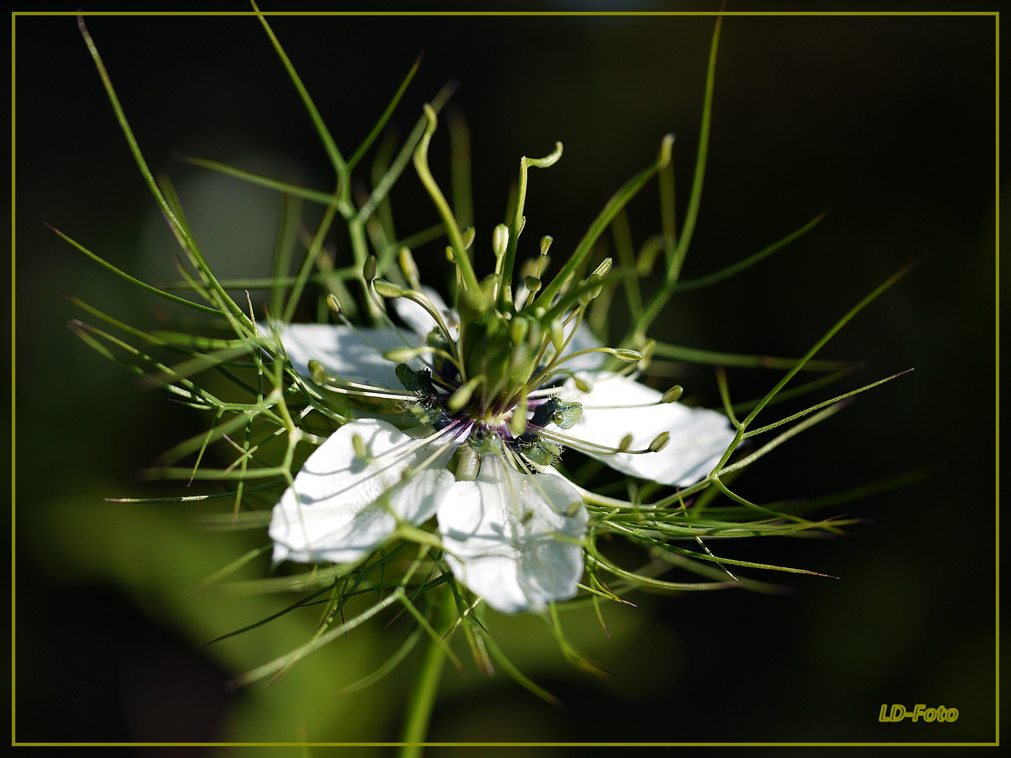 Fenchelblume - Nigella, weiß