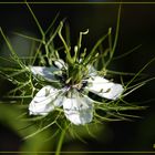 Fenchelblume - Nigella, weiß