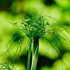 Fenchelkraut (Foeniculum vulgare) grün