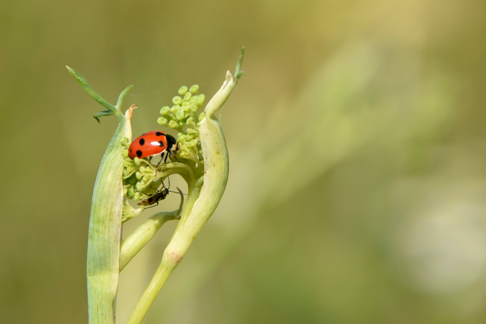 Fenchelversteck