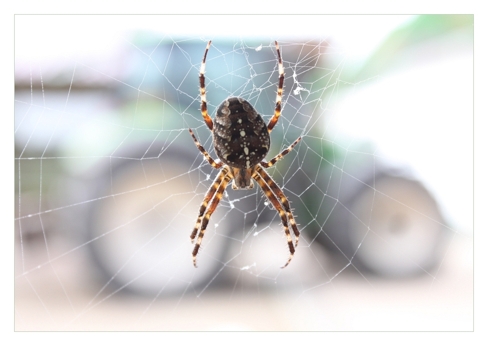 Fendt Araneus