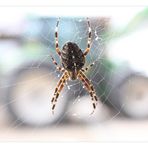 Fendt Araneus