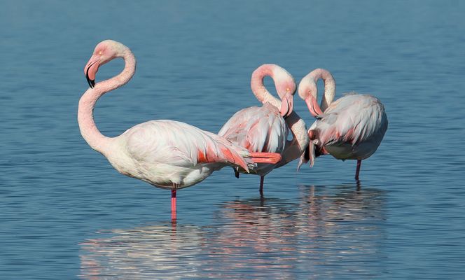 Fenicotteri 2