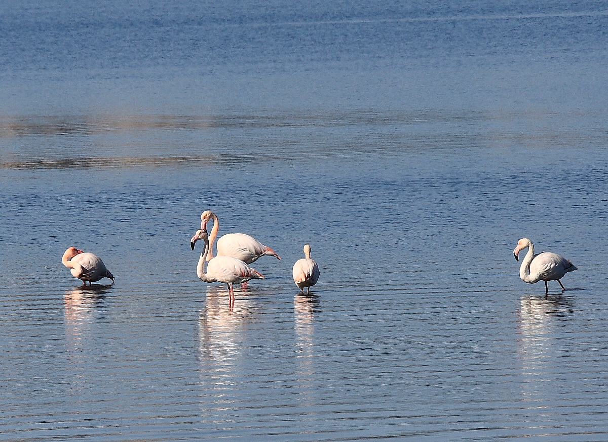 Fenicotteri