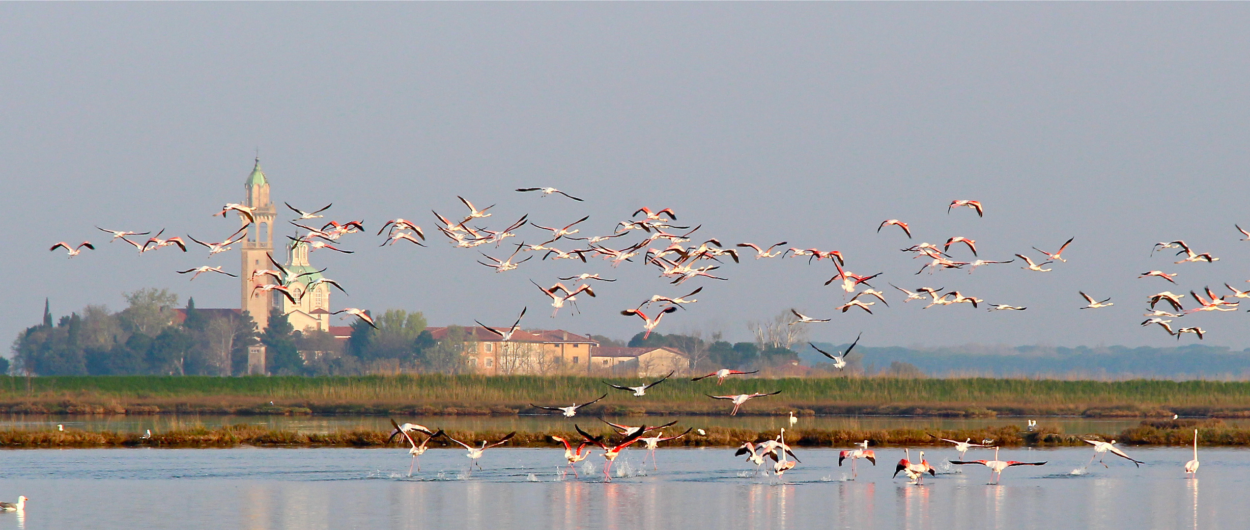 Fenicotteri a Grado