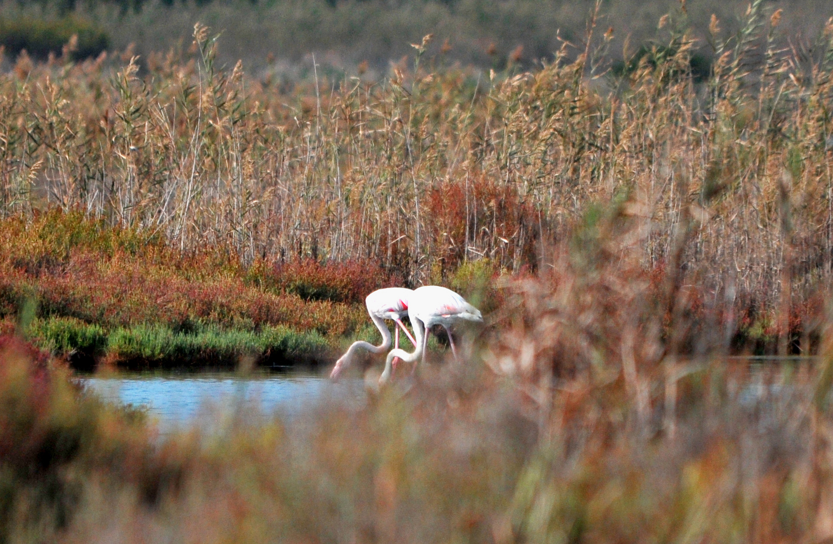 fenicotteri a orbetello