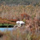 fenicotteri a orbetello