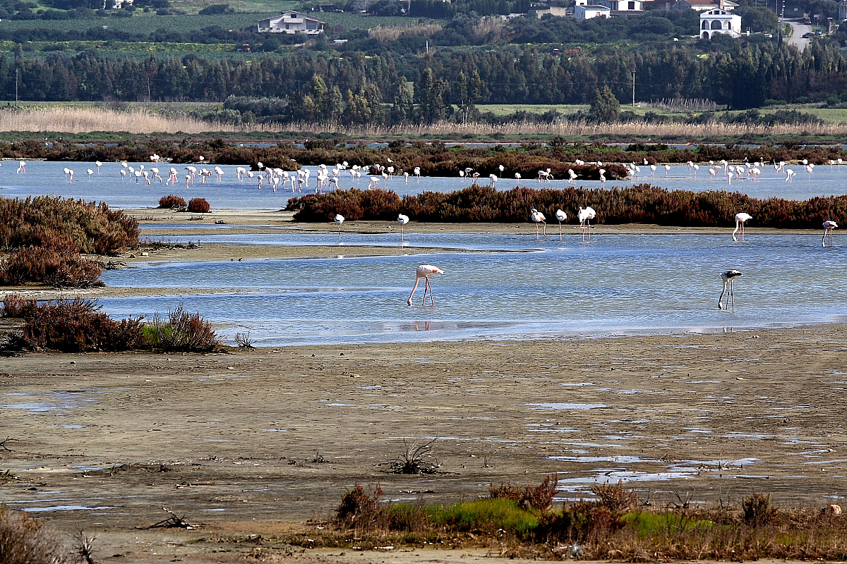 Fenicotteri a Porto Botte