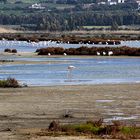 Fenicotteri a Porto Botte