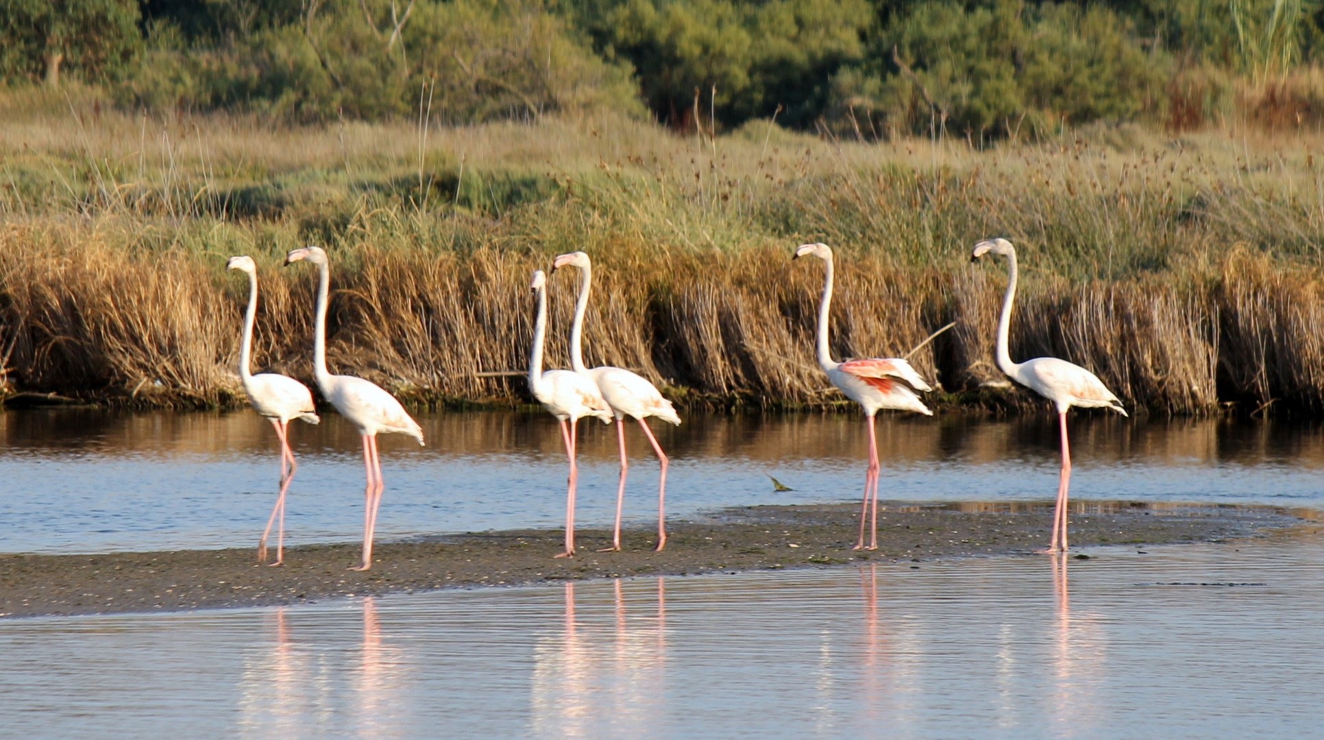 fenicotteri allo stagno di San Teodoro