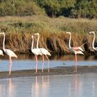 fenicotteri allo stagno di San Teodoro