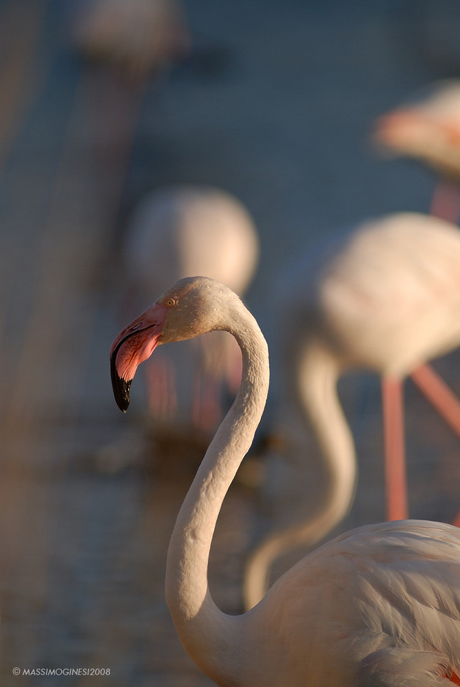 fenicotteri - camargue