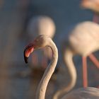 fenicotteri - camargue