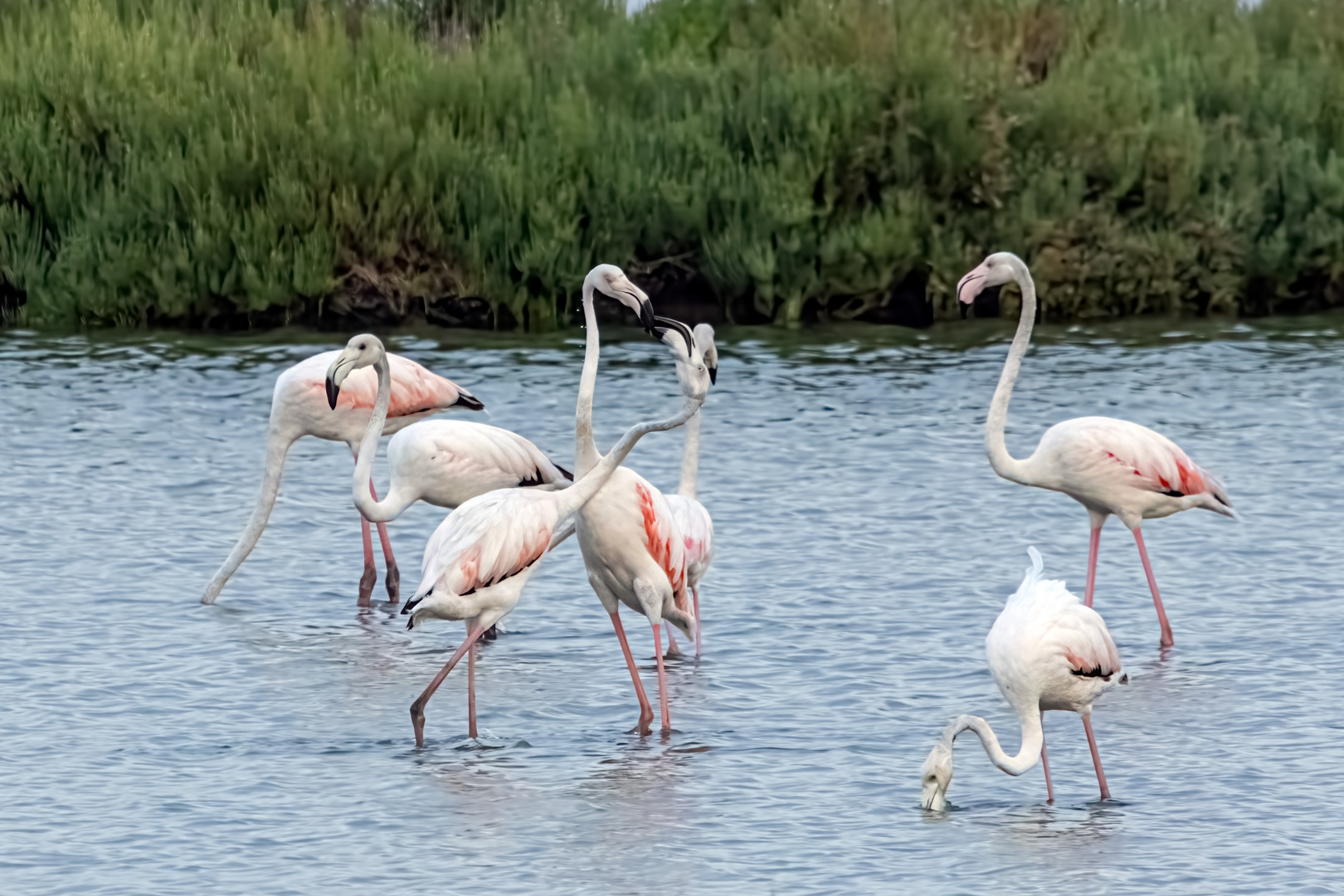 Fenicotteri delta po