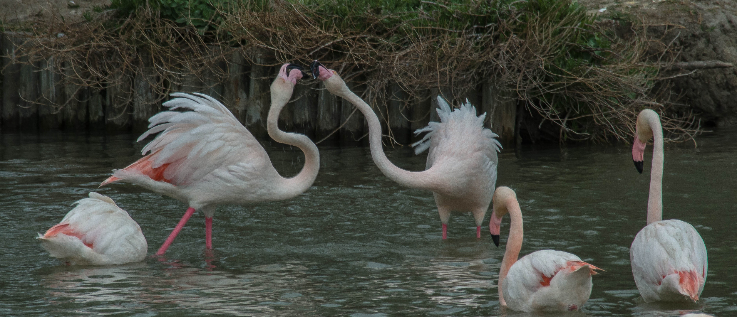 Fenicotteri in Camargue