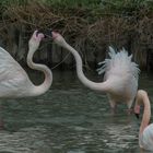 Fenicotteri in Camargue