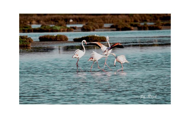 Fenicotteri in laguna