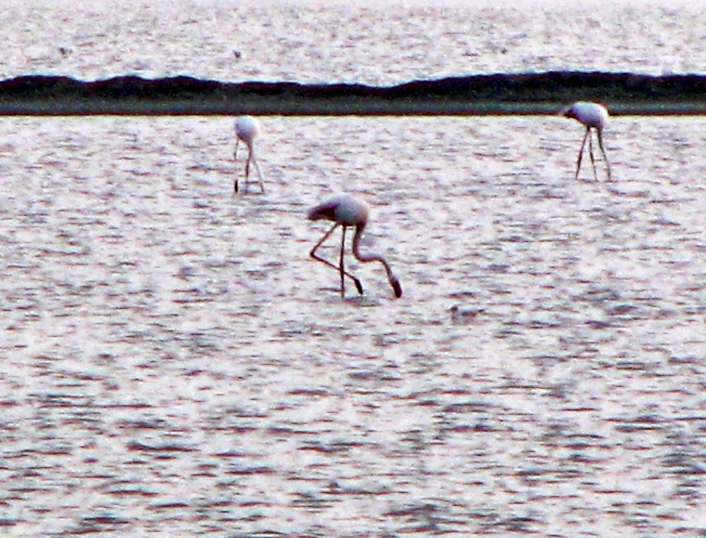 Fenicotteri in lontananza.