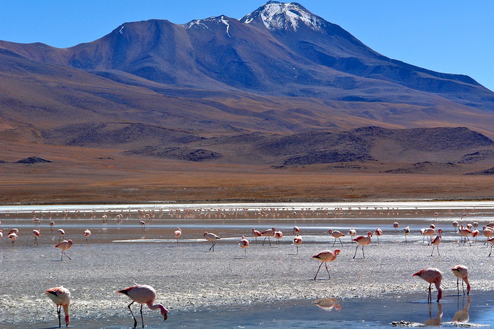 Fenicotteri in quota (Bolivia)