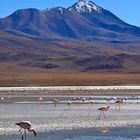 Fenicotteri in quota (Bolivia)