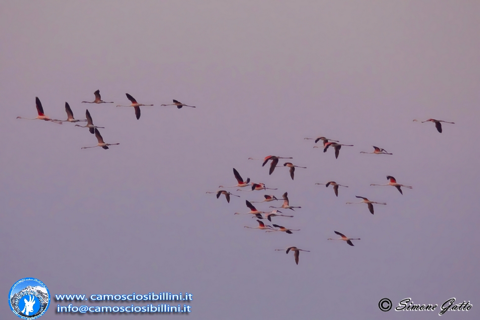 Fenicotteri in volo al tramonto - Cabras