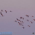 Fenicotteri in volo al tramonto - Cabras